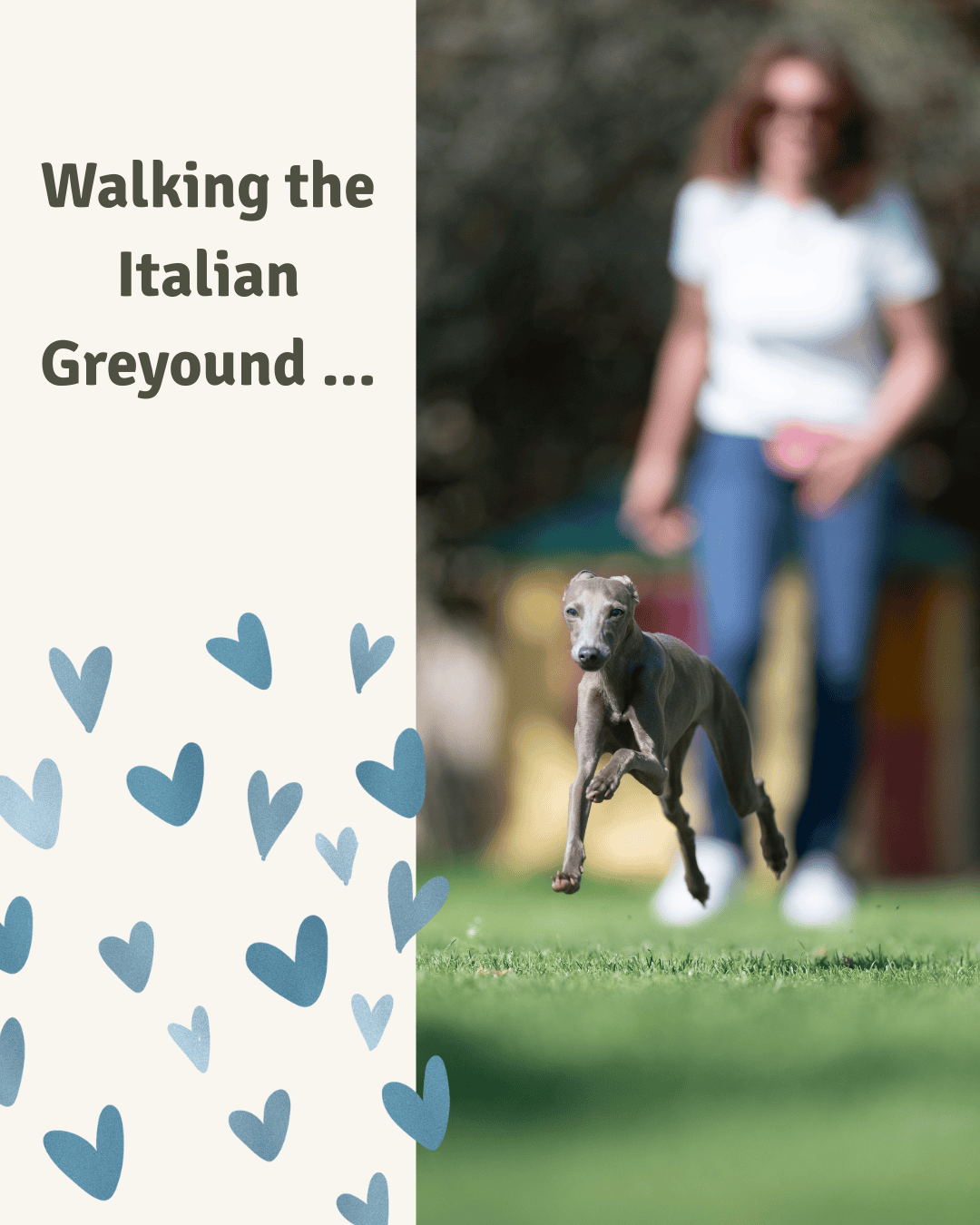 WALKING THE ITALIAN GREYHOUND