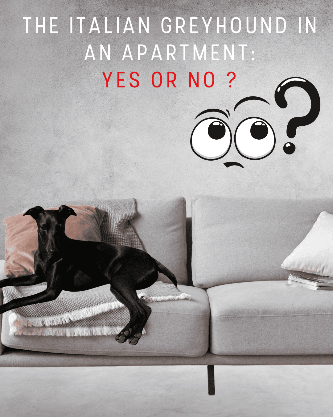 the italian greyhound in an apartment